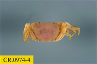 藏品(整潔圓方蟹)的圖片